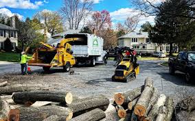 Best Fruit Tree Pruning  in Sultana, CA