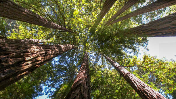 Best Tree Risk Assessment  in Sultana, CA