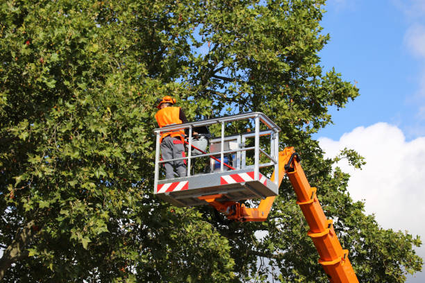 Best Tree Cabling and Bracing  in Sultana, CA