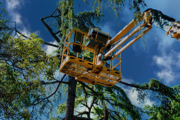 Best Root Management and Removal  in Sultana, CA