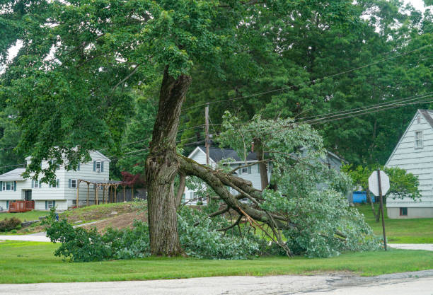 How Our Tree Care Process Works  in  Sultana, CA