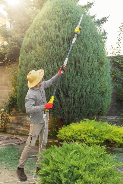 Best Stump Grinding and Removal  in Sultana, CA