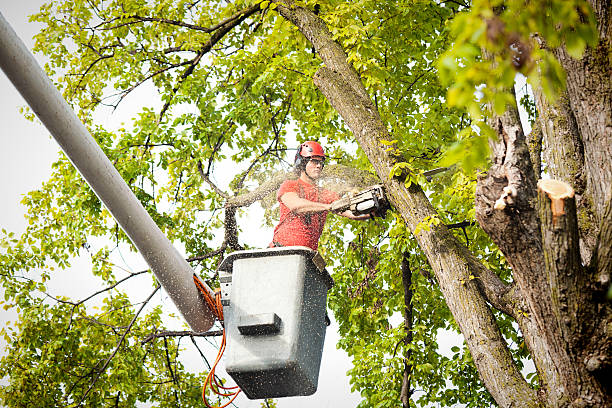 Best Seasonal Cleanup (Spring/Fall)  in Sultana, CA